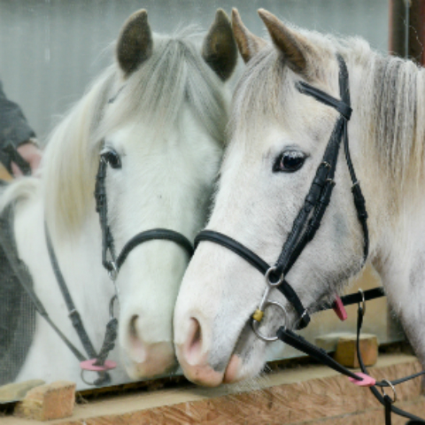 Horse Mirrors