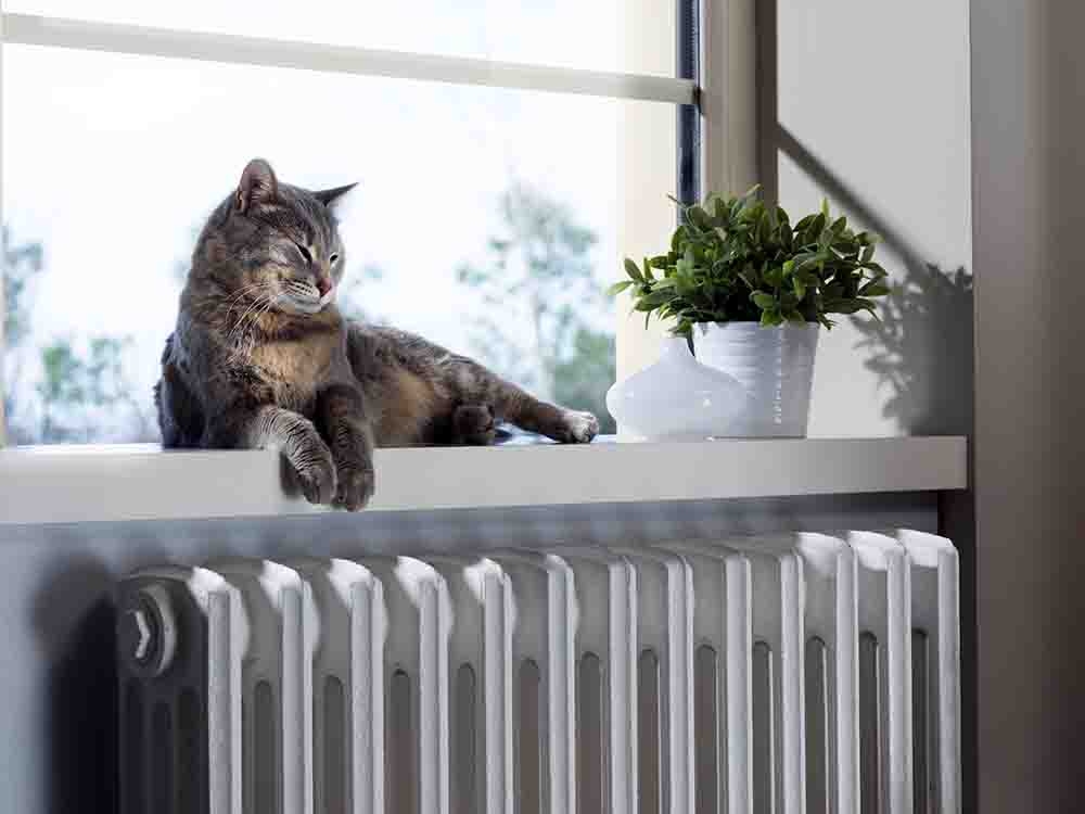cat keeping warm by the radiator