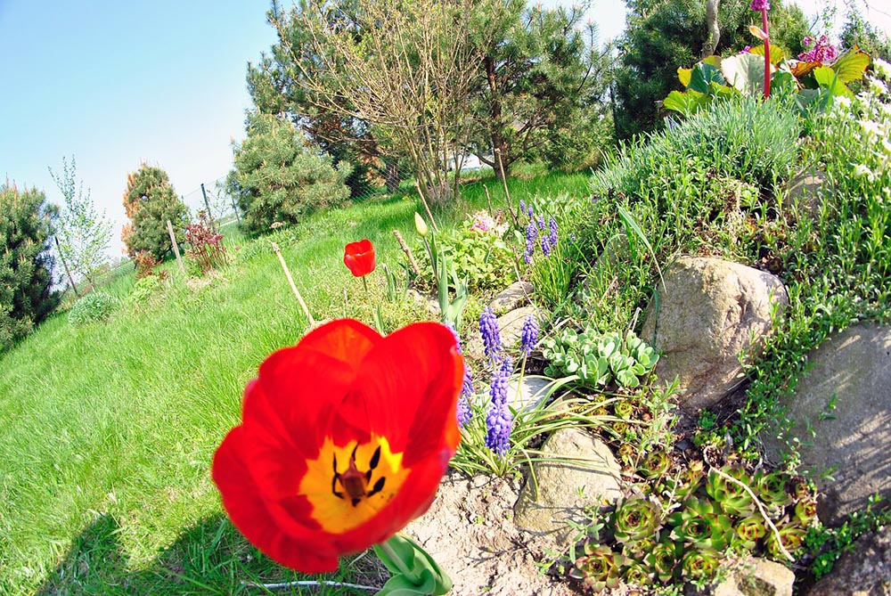 flower-bed.jpg