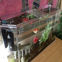 Acrylic fish tank